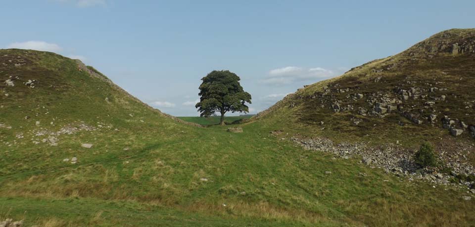 Sycamore Gap image